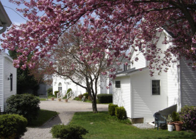 Sakura Tree - Taber Inne | Mystic, CT